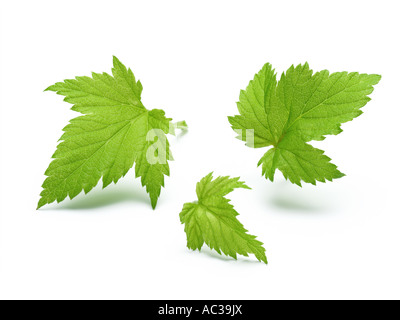 Foglia di ribes nero Foto Stock