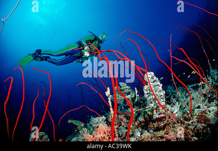 Scuba Diver e rossi coralli a frusta Juncella sp Sudan Africa Mar Rosso Foto Stock