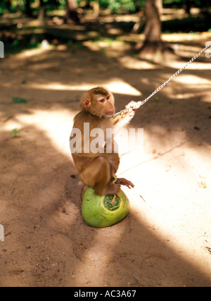 Noce di cocco tailandese agricoltori Monkey seduta sul taglio di recente di cocco, di Hua Hin, Thailandia Foto Stock