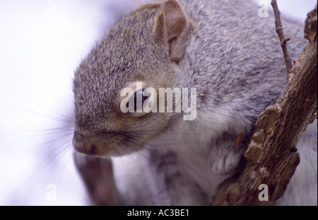 Scoiattolo grigio a Hyde Park Londra Foto Stock