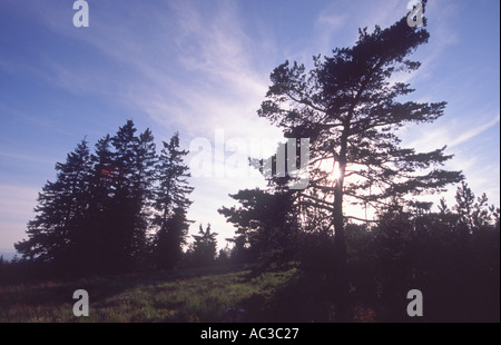 Pini e abeti della Foresta Nera vicino a Baden Baden Germania meridionale Foto Stock