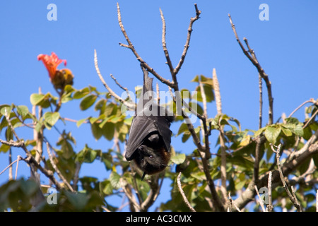 Bat frutti pendenti da alberi del giardino botanico reale Sydney Australia il 10 Luglio 2007 Foto Stock