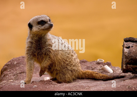 Meerkat presso lo zoo di Taronga Sydney Australia su 11 Luglio 2007 Foto Stock