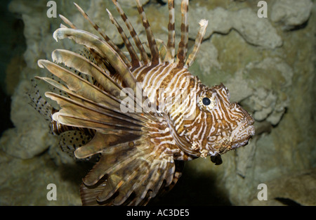Scorpion Fish su una barriera corallina in Polinesia Frech nel Pacifico del Sud Foto Stock