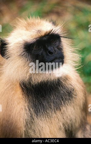 Animali, Langur Foto Stock