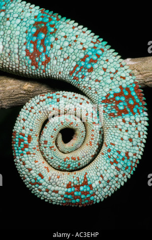 Panther Chameleon (Furcifer pardalis) avvolto la coda del maschio nella riproduzione dei colori, Ankarana, OCCIDENTALE DEL MADAGASCAR Foto Stock