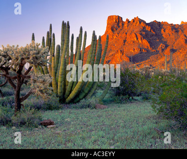 Organo a canne Cactus Monumento Nazionale AZ organo a canne e cholla cactus con la luce del tramonto sulla gamma Ajo Foto Stock