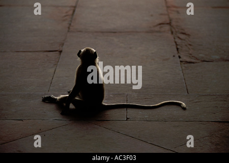 Animali, Langur, seduto Foto Stock