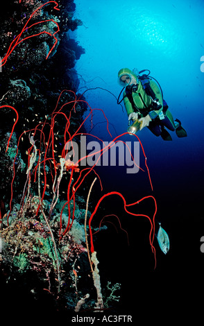 Scuba Diver e rossi coralli a frusta Juncella sp Sudan Africa Mar Rosso Foto Stock