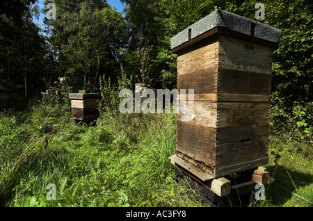 Honey Bee Hive Apis mellifera nel bosco circostante ampio angolo di api di lavoratore proveniente dall ingresso del Regno Unito Foto Stock