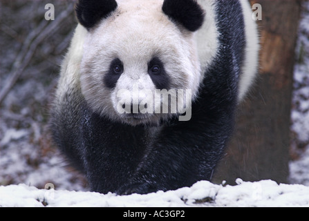 Panda gigante Ailuropoda melanoleuca Wolong a piedi la ricerca e al centro di conservazione del Sichuan provincia Szechwan Cina Centrale Foto Stock