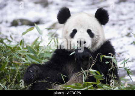 Panda gigante Ailuropoda melanoleuca avanzamento sul bambù Wolong Ricerca e al centro di conservazione del Sichuan provincia Szechwan Cina Foto Stock