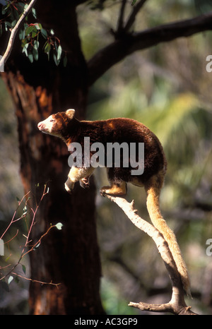Matschie's Tree Kangaroo Dendrolagus matschiei Foto Stock