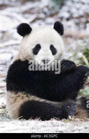 Panda gigante Ailuropoda melanoleuca avanzamento sul bambù Wolong Ricerca e al centro di conservazione del Sichuan provincia Szechwan Cina Foto Stock