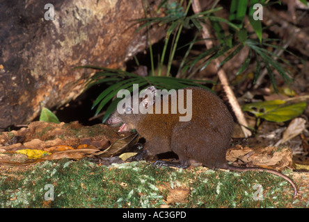 Muschiato Ratto canguro Hypsiprymnodon moschatus. Fotografato in eredità di mondo Wet Tropics Parco Nazionale, N Queensland, Australia Foto Stock