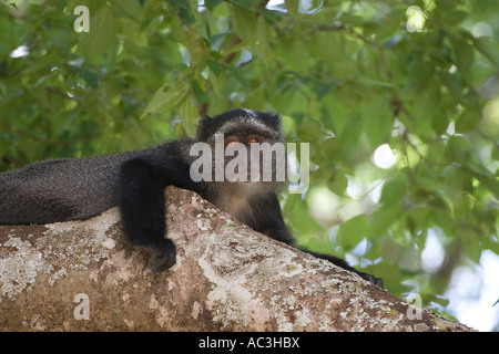 Primo piano con Blue Monkey Foto Stock