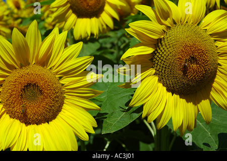 Api mellifere su due teste di semi di girasole Foto Stock