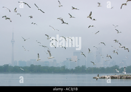 Sciamatura gabbiani sul lago Ontario Toronto Foto Stock