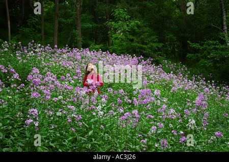 Ragazza di ricercare in una radura del dolce Dames Rocket fiori selvatici Foto Stock