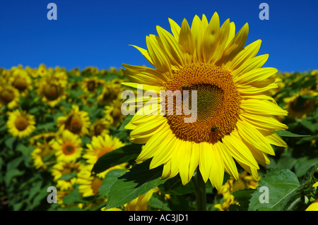 Due api su una testa di girasole nel campo di fiori con sole e cielo blu Ontario Foto Stock