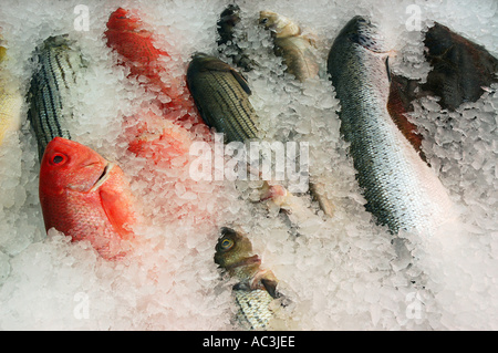 Una varietà di pesce fresco su ghiaccio al mercato di Toronto Foto Stock