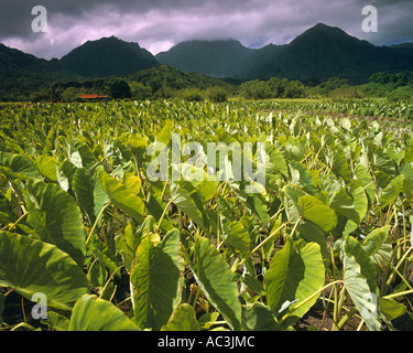 Stati Uniti - Hawaii: Taro campo nella valle di Hanalei di Kauai Foto Stock