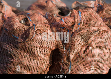 Sacchetti di cozze in attesa di essere raccolti nel porto di Conwy Foto Stock