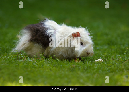 Guinea Pig - cavia porcellus Foto Stock