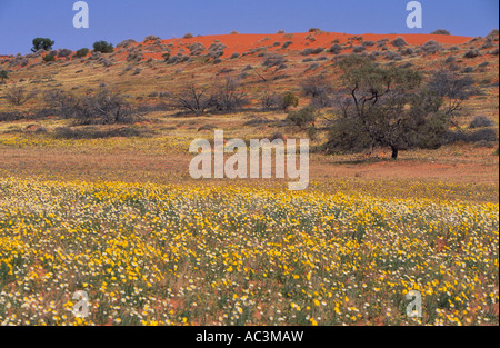 Inverno fiori selvatici, Cooper Basin,Strzelecki deserto, South Australia, Australia, orizzontale Foto Stock