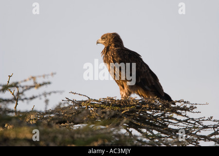 Tawny Eagle arroccato sull'Acacia Tree Foto Stock