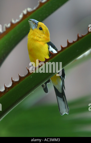 Giallo - Grosbeak Pheucticus chrysopeplus Foto Stock