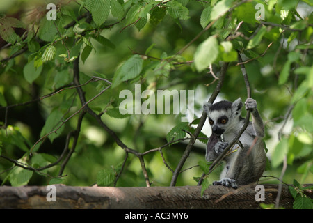 Anello lemure codato - Lemur catta Foto Stock