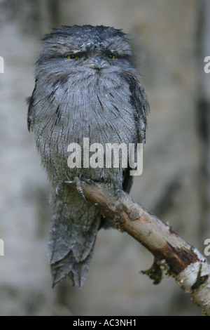 Bruno frogmouth - Podargus strigoides Foto Stock