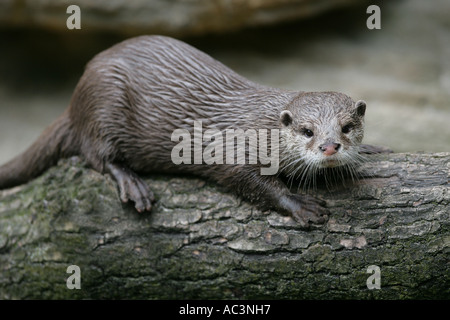 Lontra di pesce seduti su legno - Lutra lutra Foto Stock