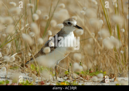 Una nuova Zelanda Dotterel sulle dune di sabbia della spiaggia Mangawhai, Nuova Zelanda Foto Stock