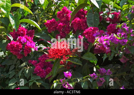 Fiori tropicali, Ghana, Africa occidentale Foto Stock