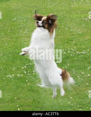 cane di Papillon Foto Stock