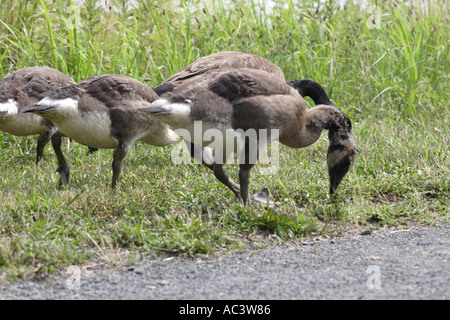 Canada Goose e due Oche del Canada Goslings Foto Stock