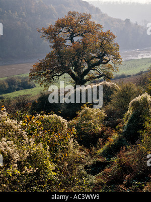 Albero di quercia e viaggiatore" S gioia autunno nella valle del Wye MONMOUTHSHIRE South Wales UK Foto Stock