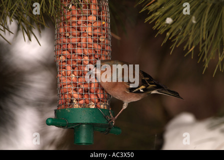 Fringuello Fringilla coelebs su alimentazione alimentatore di arachidi nella neve Foto Stock