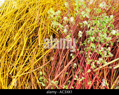 Giallo e Rosso Red-Barked Sanguinello Cornus stolonifera Flaviramea Foto Stock