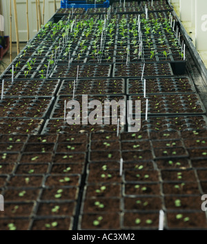 Piantine in un Potting Shed Foto Stock