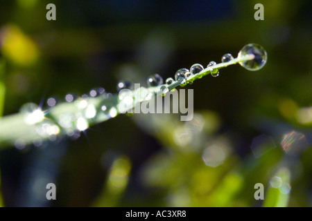 Gocce di rugiada su una lama di erba Foto Stock