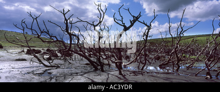 Gli alberi morti nel lago Coliford in Cornovaglia durante un periodo di siccità 2006 Foto Stock