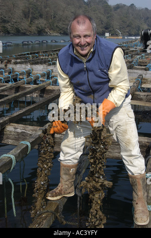 Jim Griffin contiene una stringa di cozze crescente sul più grande mitilicoltura in Inghilterra nell'estuario del Fal Cornwall Inghilterra Foto Stock