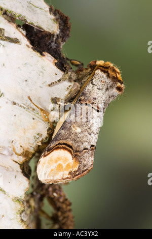 Buff suggerimento Phalera bucephala a riposo su argento betulla che mostra il camuffamento con bella fuori fuoco sfondo potton bedfordshire Foto Stock