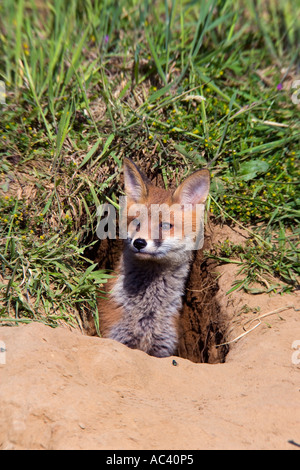 Giovane volpe rossa Vulpes vulpes guardando fuori della terra Potton Bedfordshire Foto Stock