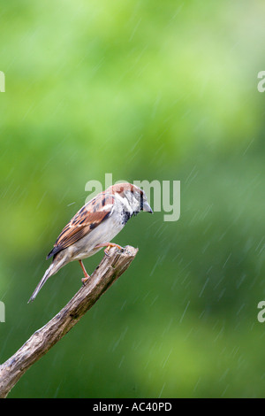 Maschio di casa passero Passer domesticus appollaiato sul ramo sotto la pioggia con piume umido cercando avviso con bel al di fuori della messa a fuoco lo sfondo Foto Stock