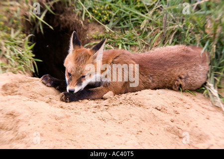 Giovane volpe rossa Vulpes vulpes al di fuori della terra che stabilisce in appoggio Potton Bedfordshire Foto Stock