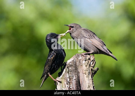 Starling Sturnus vulgaris genitore alimentazione dei giovani bird su brach con bella fuori fuoco sfondo potton bedfordshire Foto Stock